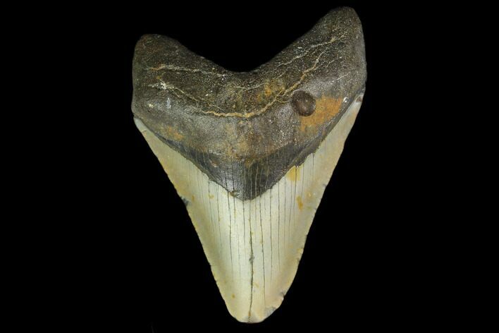 Fossil Megalodon Tooth - North Carolina #131570